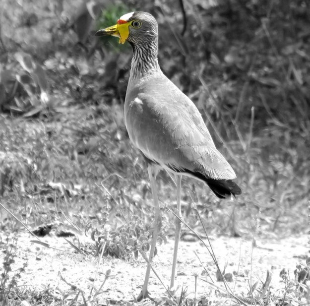 IMG_0679 Wattled Lapwing 2018-01-03 1-45-47 PM