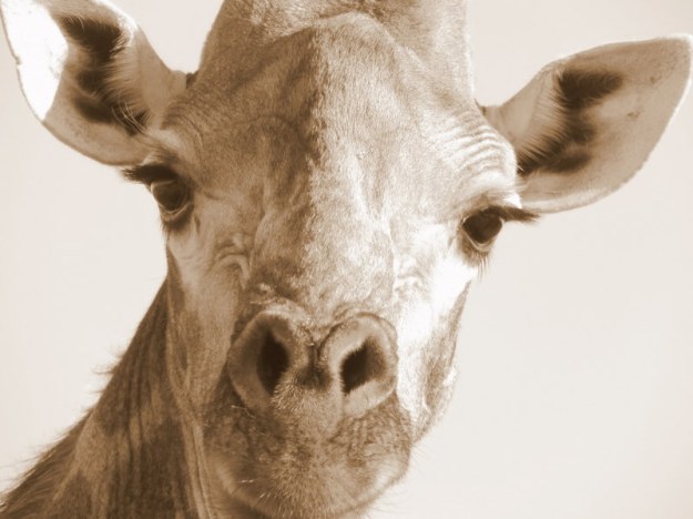 IMG_1627 Giraffe Face 2018-01-08 4-54-00 PM