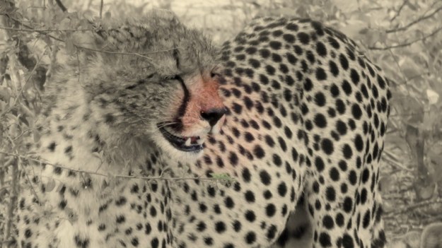 IMG_1780 Cheetah 2018-01-09 1-09-45 PM