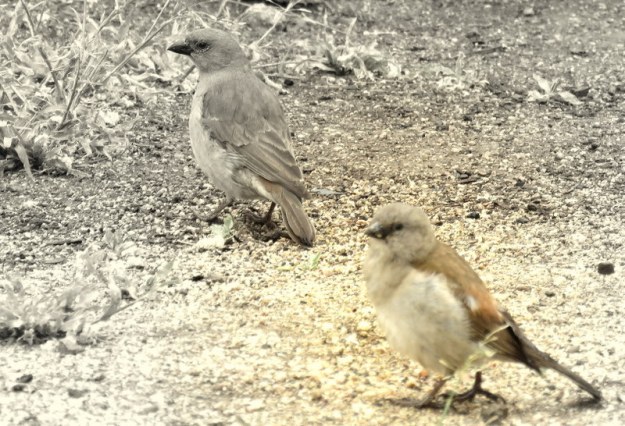 IMG_2119 Grey-headed sparrows