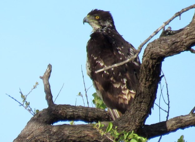 IMG_4550 African Hawk Eagle 2019-11-21 4-57-46 PM