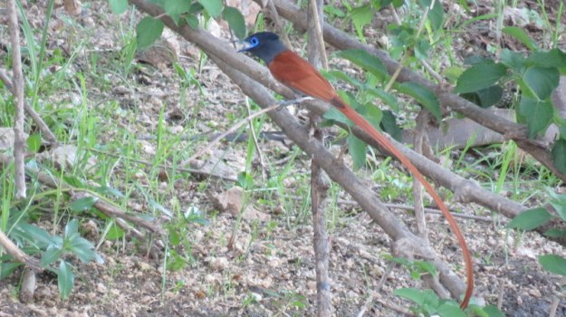 IMG_6638 Paradise Flycatcher Lake Panic 2019-12-03 5-08-49