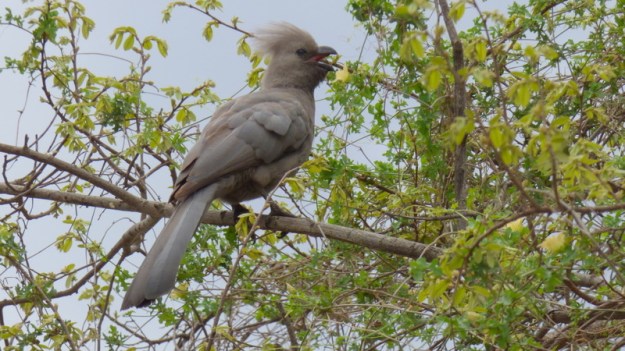 P1180665 grey go-away-bird 2019-11-19 12-09-42 PM