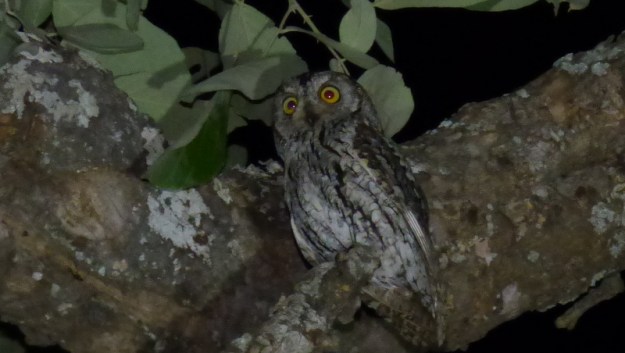 P1180853 Scops Owl 2019-11-26 7-20-58