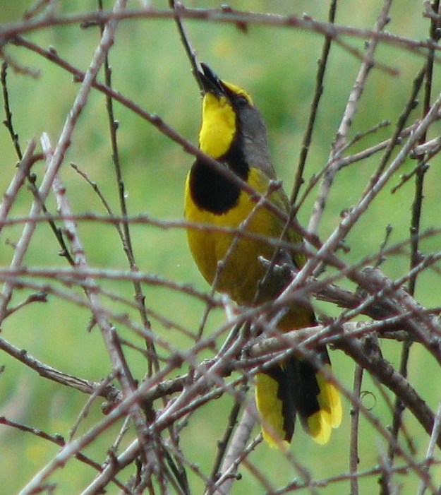 017 Bokmakierie Kokstad