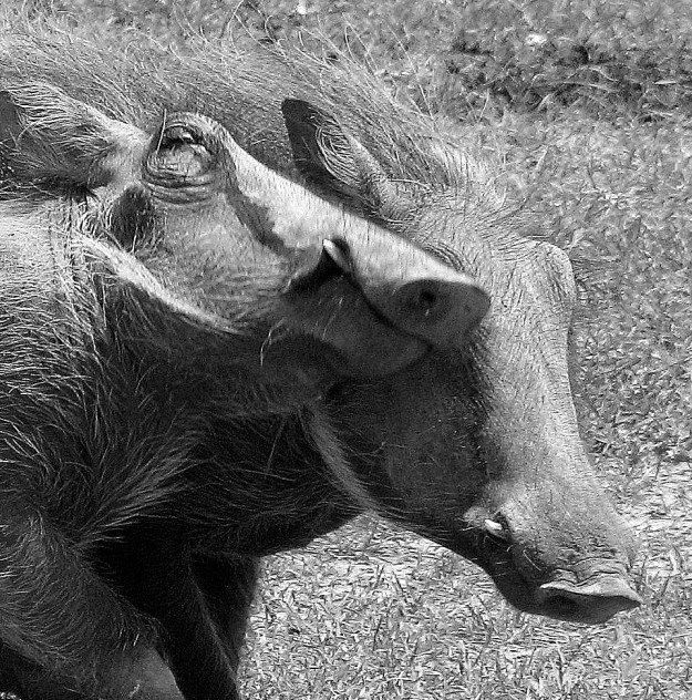 041 Warthog black and white