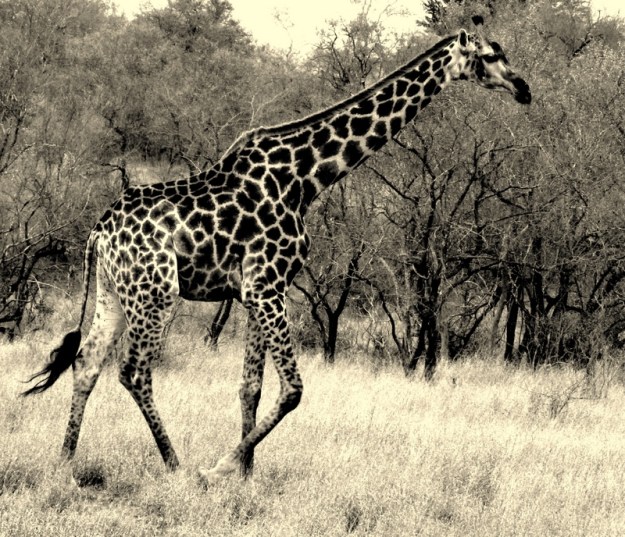 2010-10-06 041 Giraffe Helen Black and white