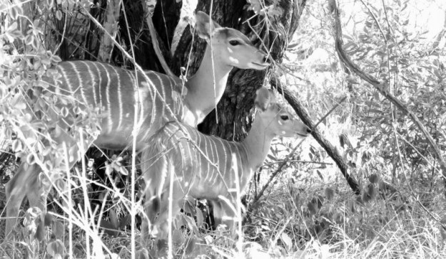 IMG_1446 Nyala female and baby 2018-01-07 4-15-25 PM