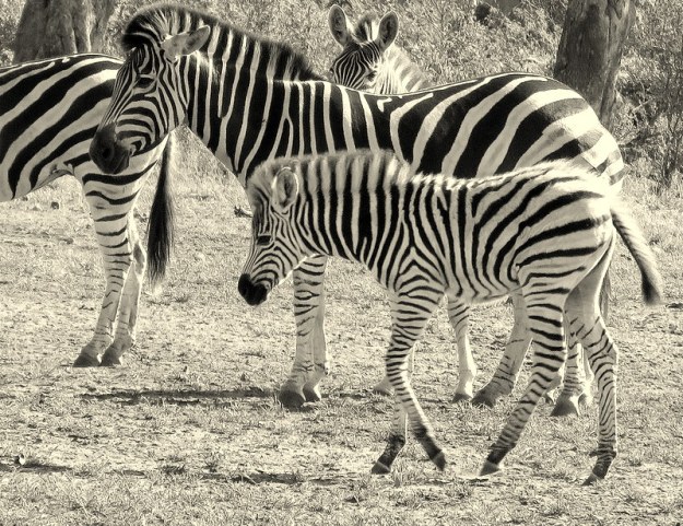 IMG_1567 zebra 2018-01-08 3-49-42 PM