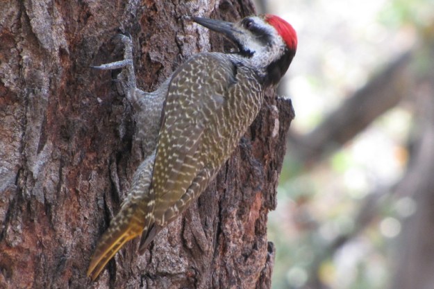 Woodpecker Bearded Helen 2010-10-08 Letaba